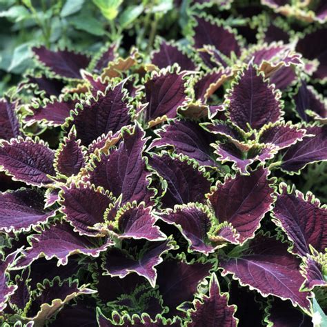 Creating a Vibrant Garden with Coleus Colorblaze Wicked Witch